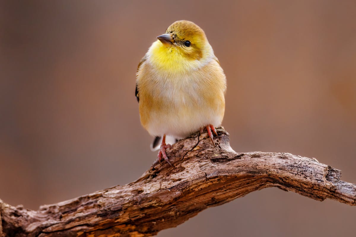 Americas goldfinch